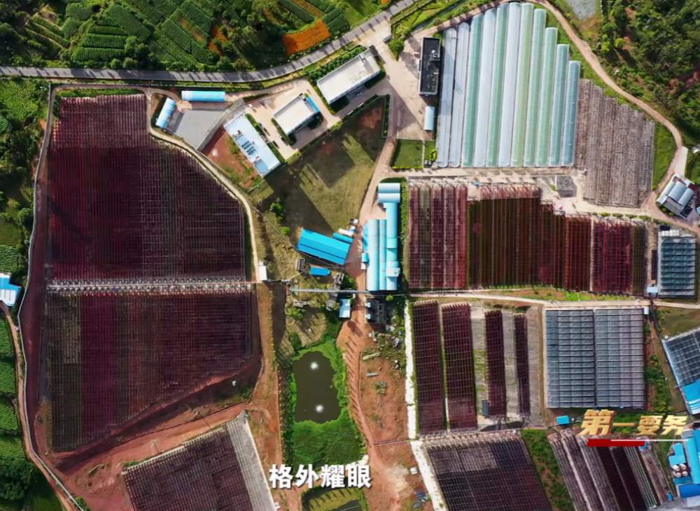 愛爾發藻源蝦青素的五大核心競爭力